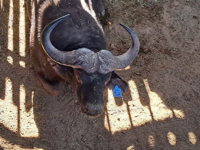 Buffalo Bull | SANParks - Addo Elephant National Park