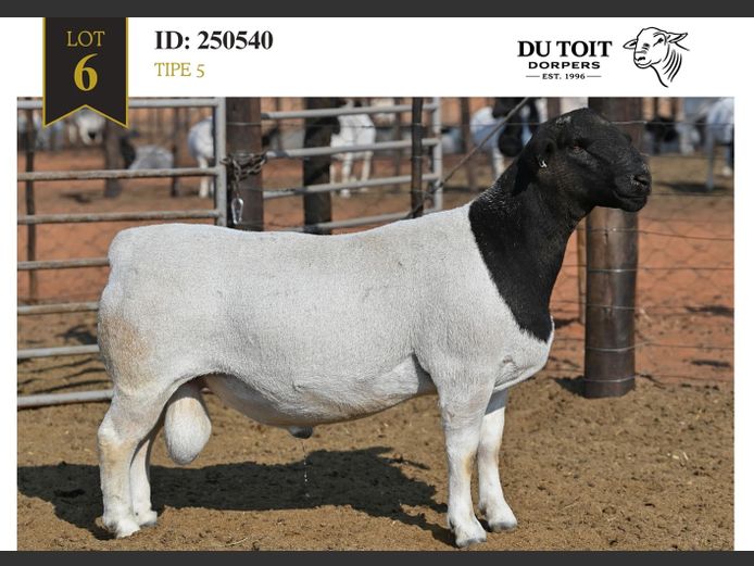 250540 | DU TOIT DORPERS