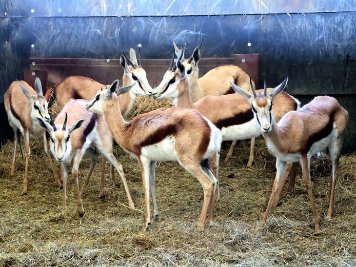 GEWONE SPRINGBOK | ZIONSHEUVEL TRUST
