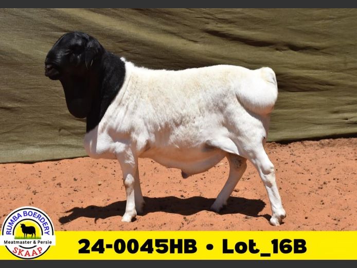 24-0045HB | RUMBA PERSIE