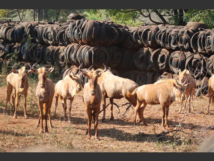 Goue Wildebees