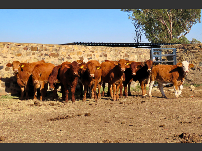 Commercial Animals