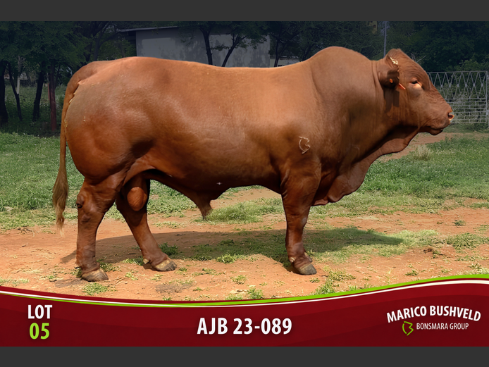 AJB230089 | BARWICK BONSMARAS