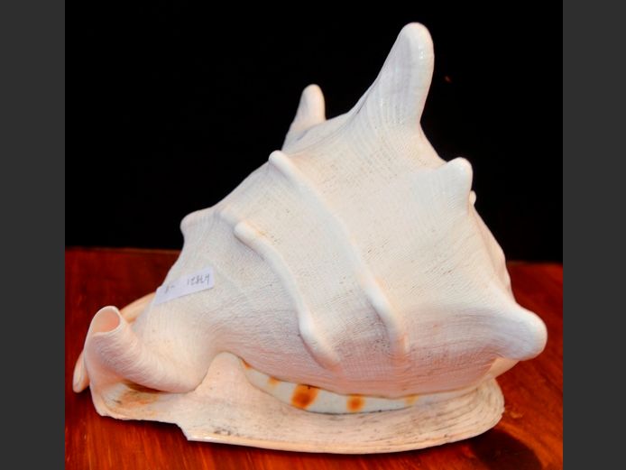 LARGE SEASHELL, 27 x 20 x 21cm