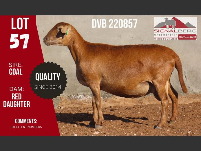 DVB 220857 | SIGNALBERG MEATMASTERS