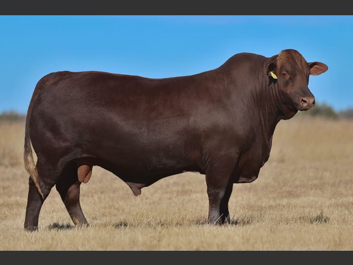 VV  220191 | T. DE JAGER