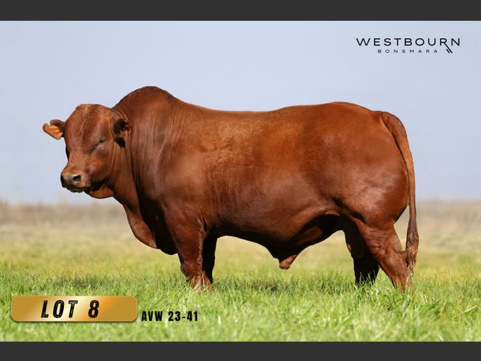 AVW 230041 HH(c) | WESTBOURN BONSMARAS