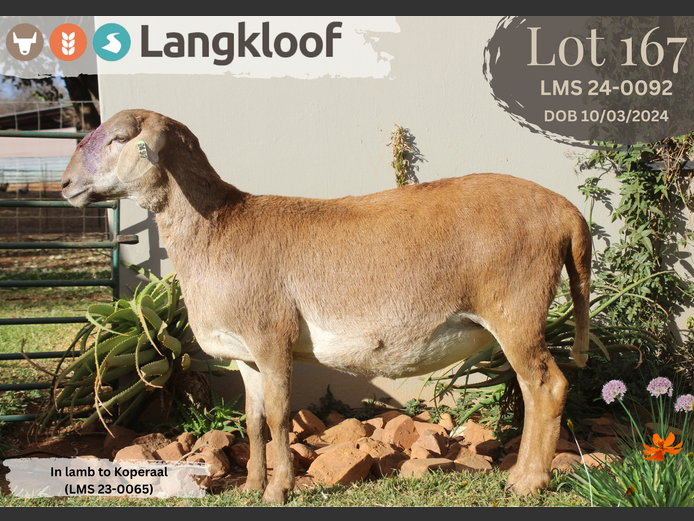 LMS 240092 | LANGKLOOF GAME FARM