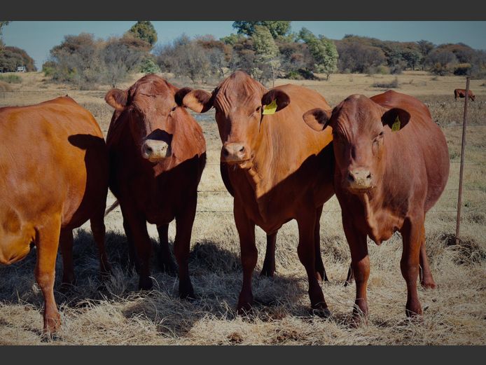 Commercial Animals | Nooitgedacht