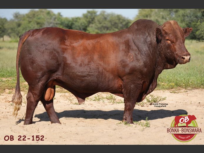 OB  220152 | BONKA BONSMARA (PTY) LTD