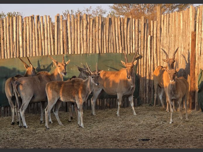 ELAND | ROWLAND WARD
