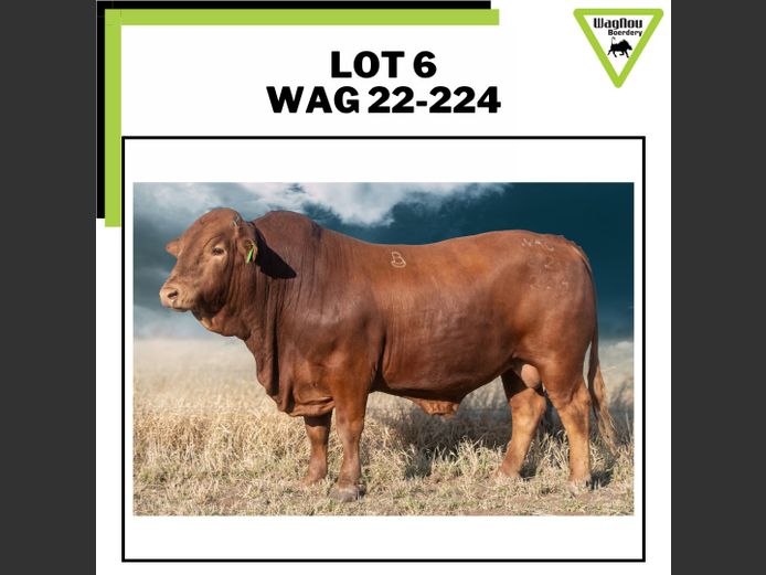 WAG 22-0224 | WAGNOU BEEFMASTER