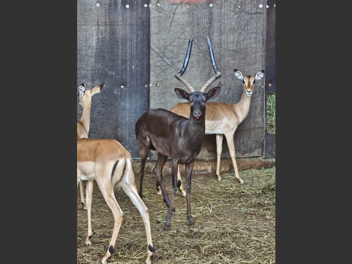 BALCK IMPALA | BUFFELSPOORT