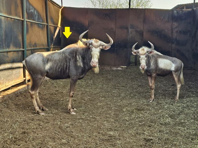 KING WILDEBEEST | VERSETEX
