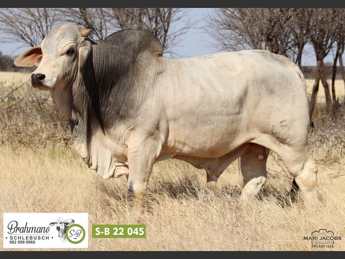 S-B2245 | SCHLEBUSCH BOERDERY BK