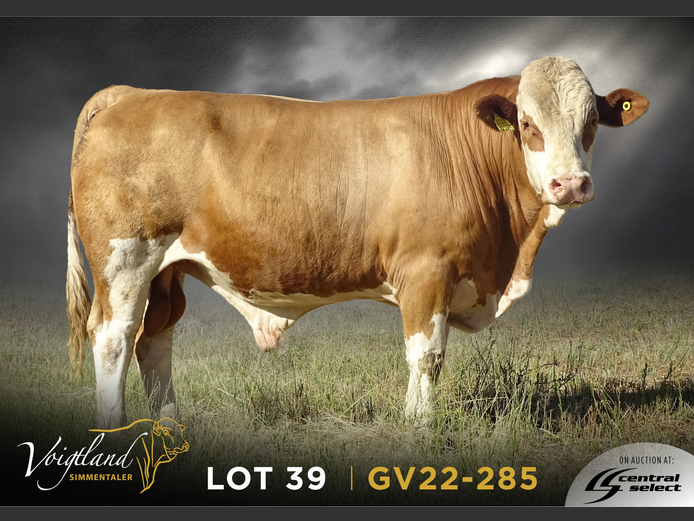 GV22-0285 | VOIGTLAND SIMMENTALER