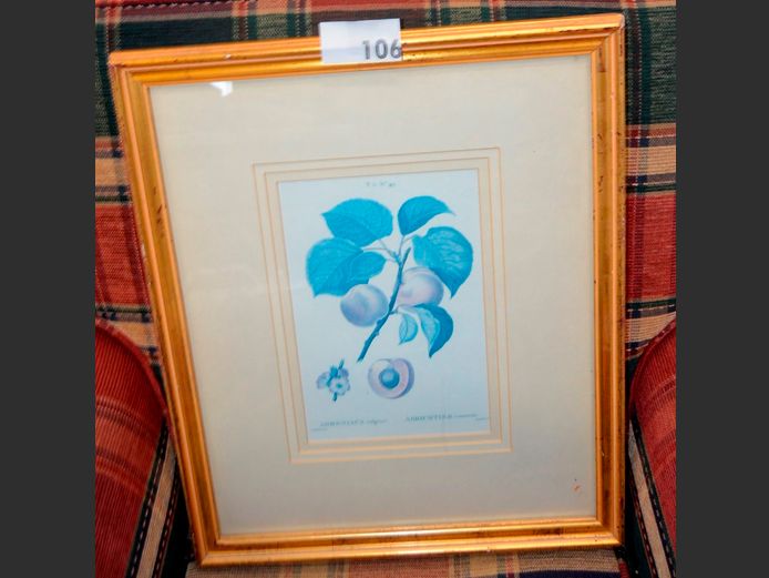 GILT FRAMED BOTANICAL PRINT "ABRICOTIER", 28.5 x 19cm