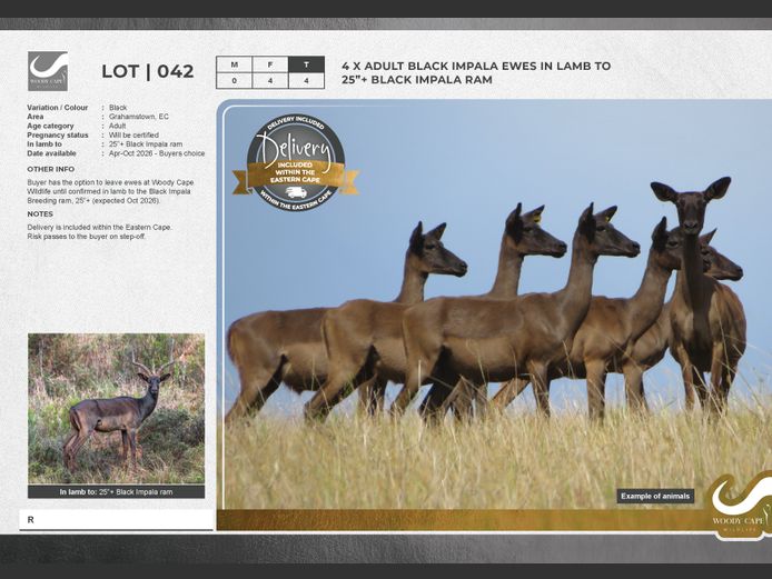 Impala - Black | Woody Cape Wildlife (Pty) Ltd