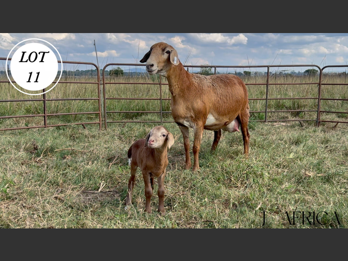 Ewe | J-Africa