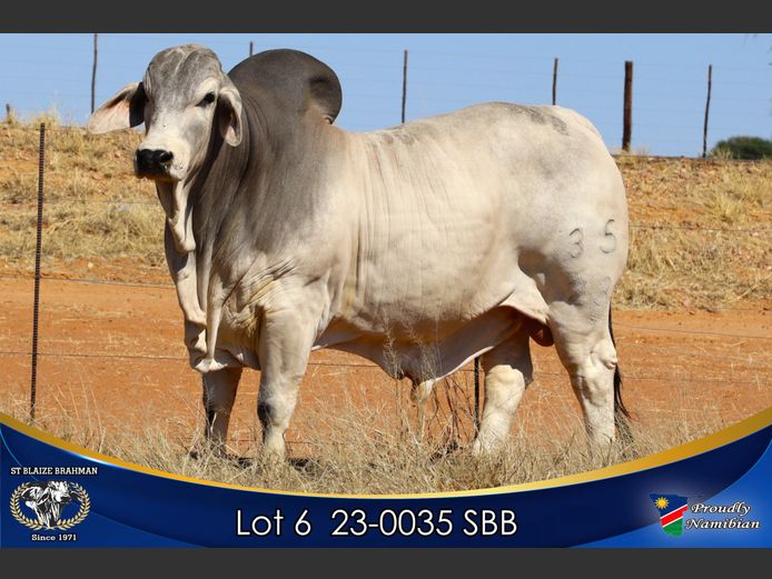 23-0035 SBB | ST BLAIZE BRAHMAN