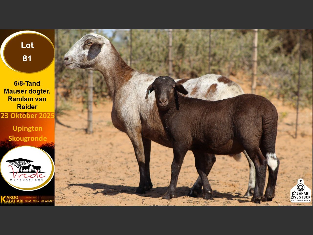 Lot 81 | KALAHARI KAROO MEATMASTER GROEP 38STE VEILING | SwiftVEE ...