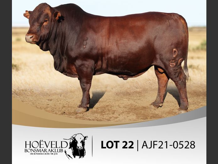 Vroulike Diere | Jannie Myburgh / Myburgh Boerdery
