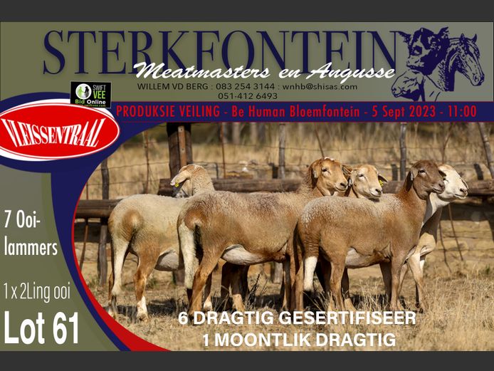 Ewes | Sterkfontein Meatmasters