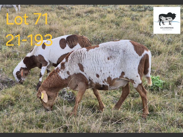 21-193 | CX LIVESTOCK