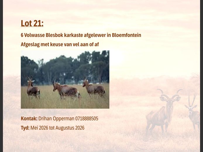  Blesbok karkaste