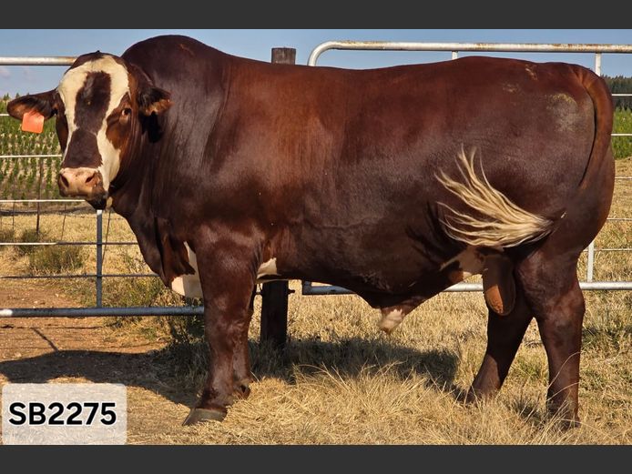 SB2275 | STAPELBERG BROERS
