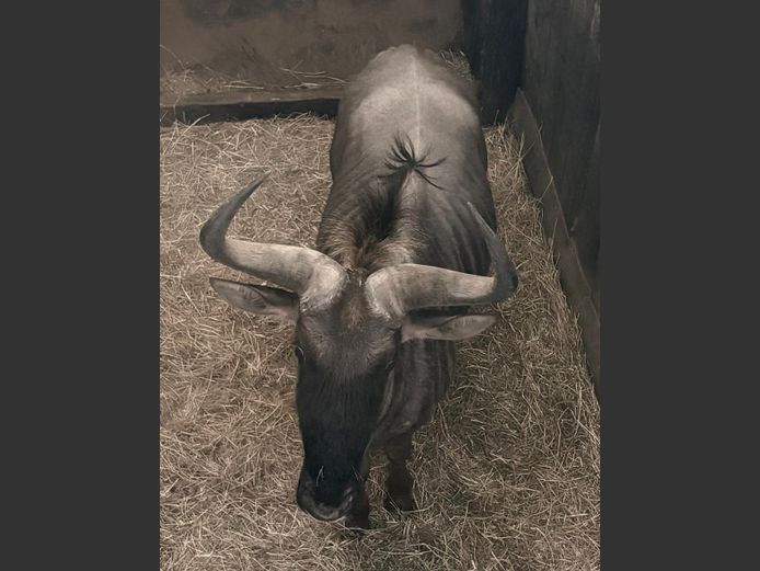 Blouwildebees Jagbul