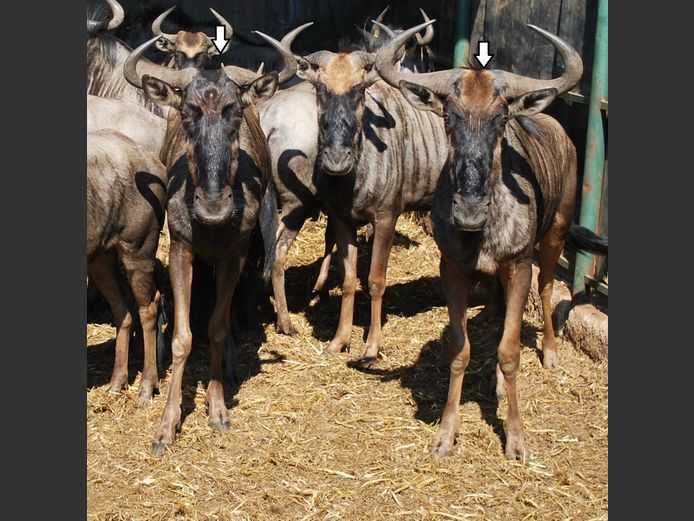 BLUE WILDEBEEST | MABALINGWE