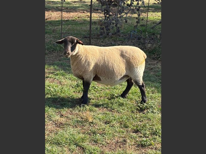 371 220003 | DRAVLEIS SUFFOLK