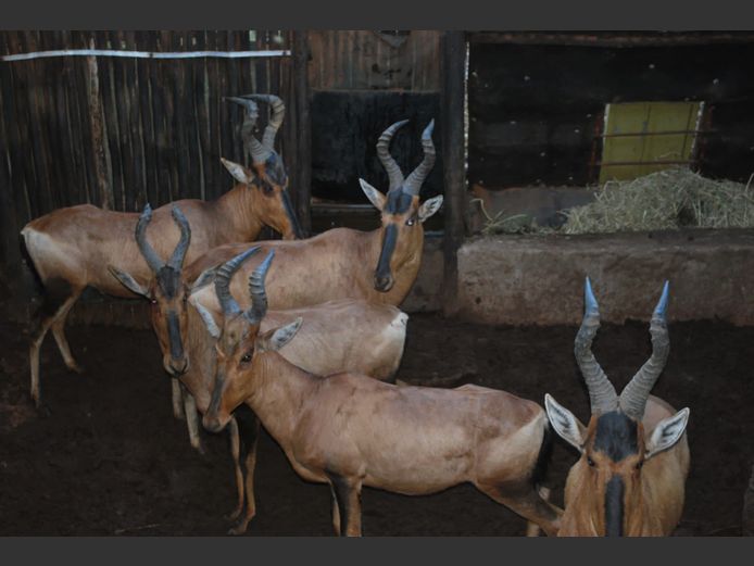 RED HARTEBEEST | EXCLUSIVE VET