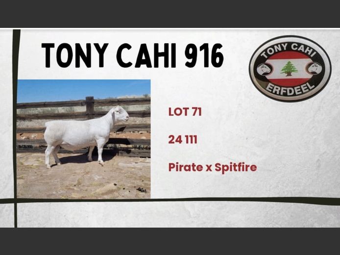 916 24 0111W | Tony Cahi Witdorpers