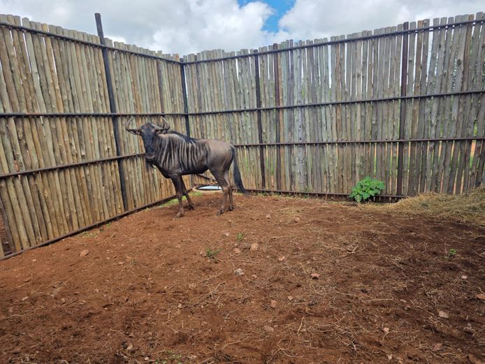 BLOUWILDEBEES | HANLEY 1