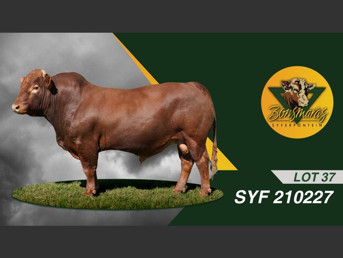 SYF210227 | SYFERFONTEIN BOERDERY