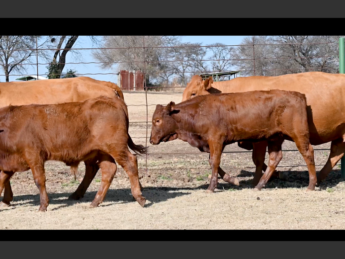Commercial Animals | ALLEM BROTHERS