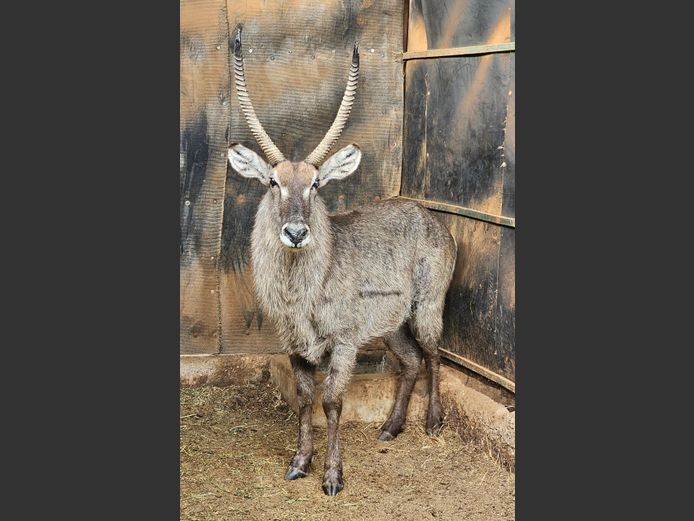 WATERBUCK | MABALINGWE