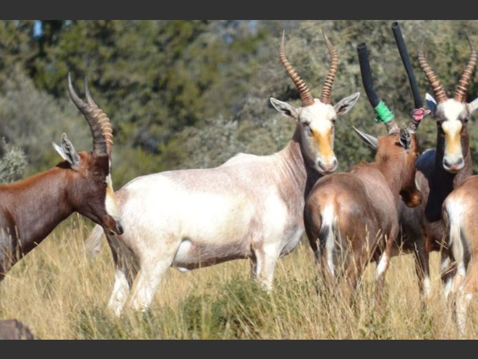 AMARULA BLESBOK
