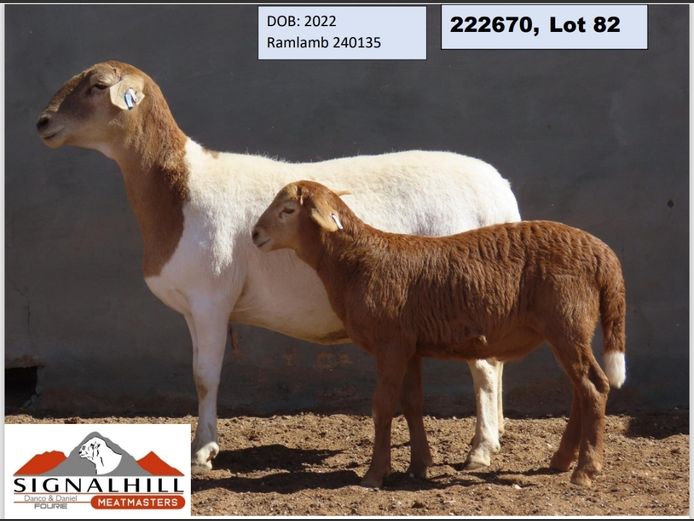 SIGNALHill MEATMASTERS | 222670