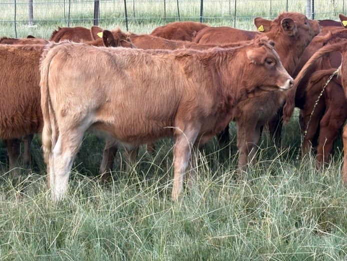 Heifers | Tweeddale Farming