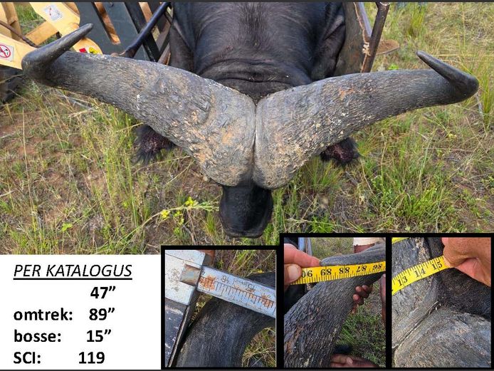 Potential Animals On Auction