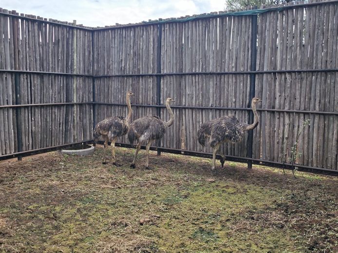 VOLSTRUIS | MCP LOMBAARD