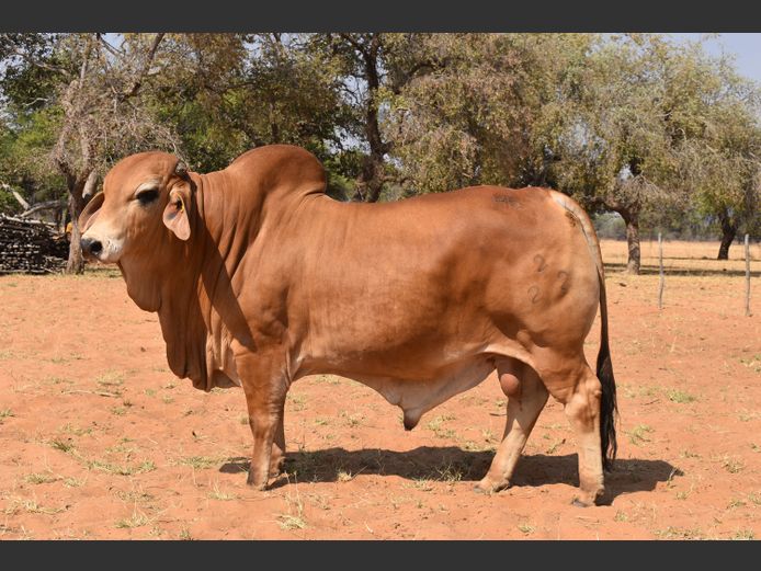 22-0002HB | RUMBA BRAHMAN