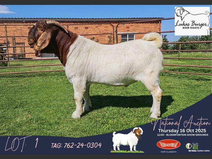 762-24-304 | Lukas Burger Boerbok Stoet