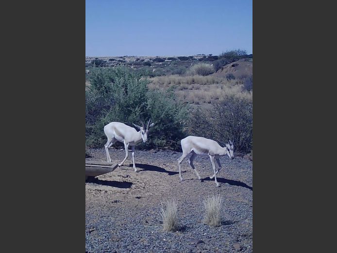 MACCHIATO SPRINGBOKKE | Cillfaris (P Cilliers)
