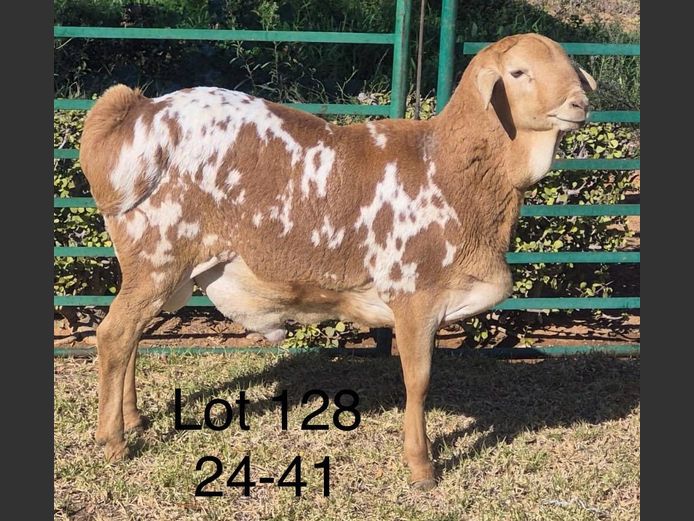 24-041 | DIRK LOTTER