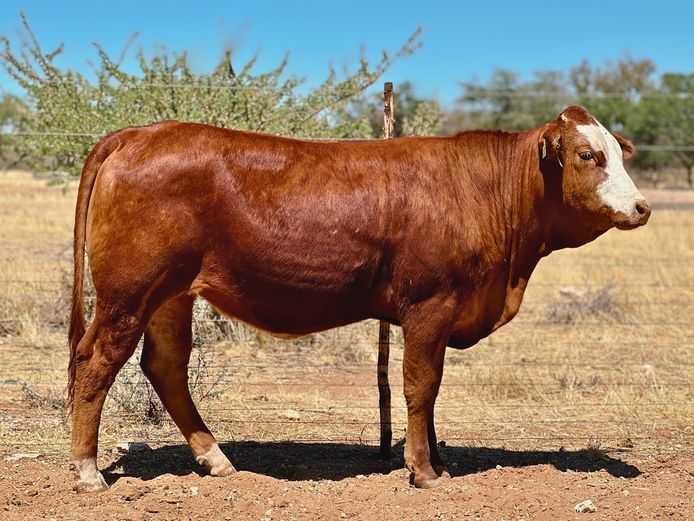 OB2417 | ZINKEV SIMBRA