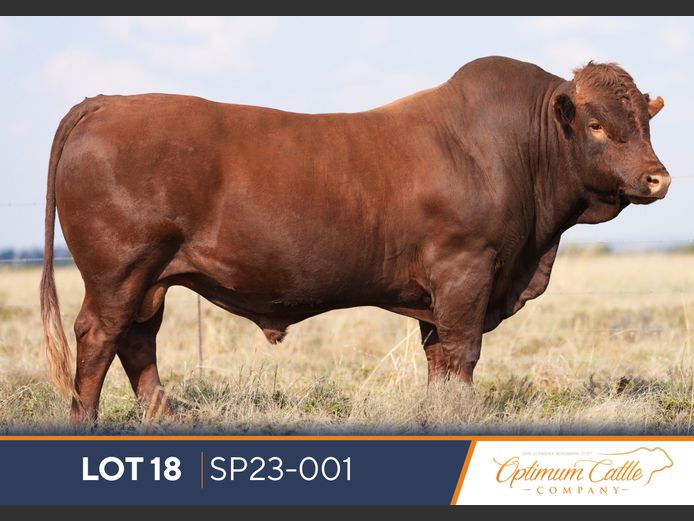 SP230001 | OPTIMUM BONSMARA